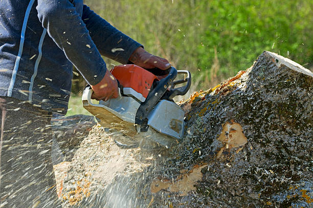 Best Emergency Tree Service  in Double Springs, AL